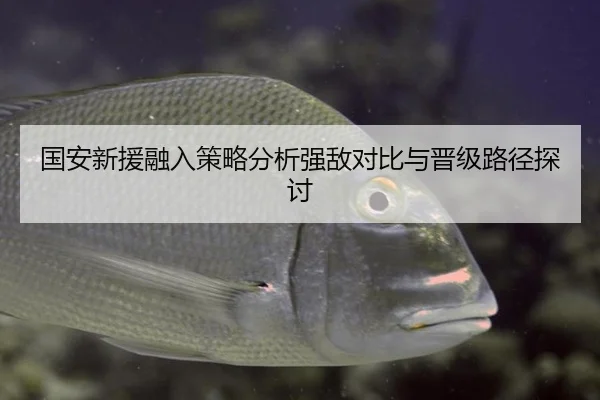 国安新援融入策略分析强敌对比与晋级路径探讨